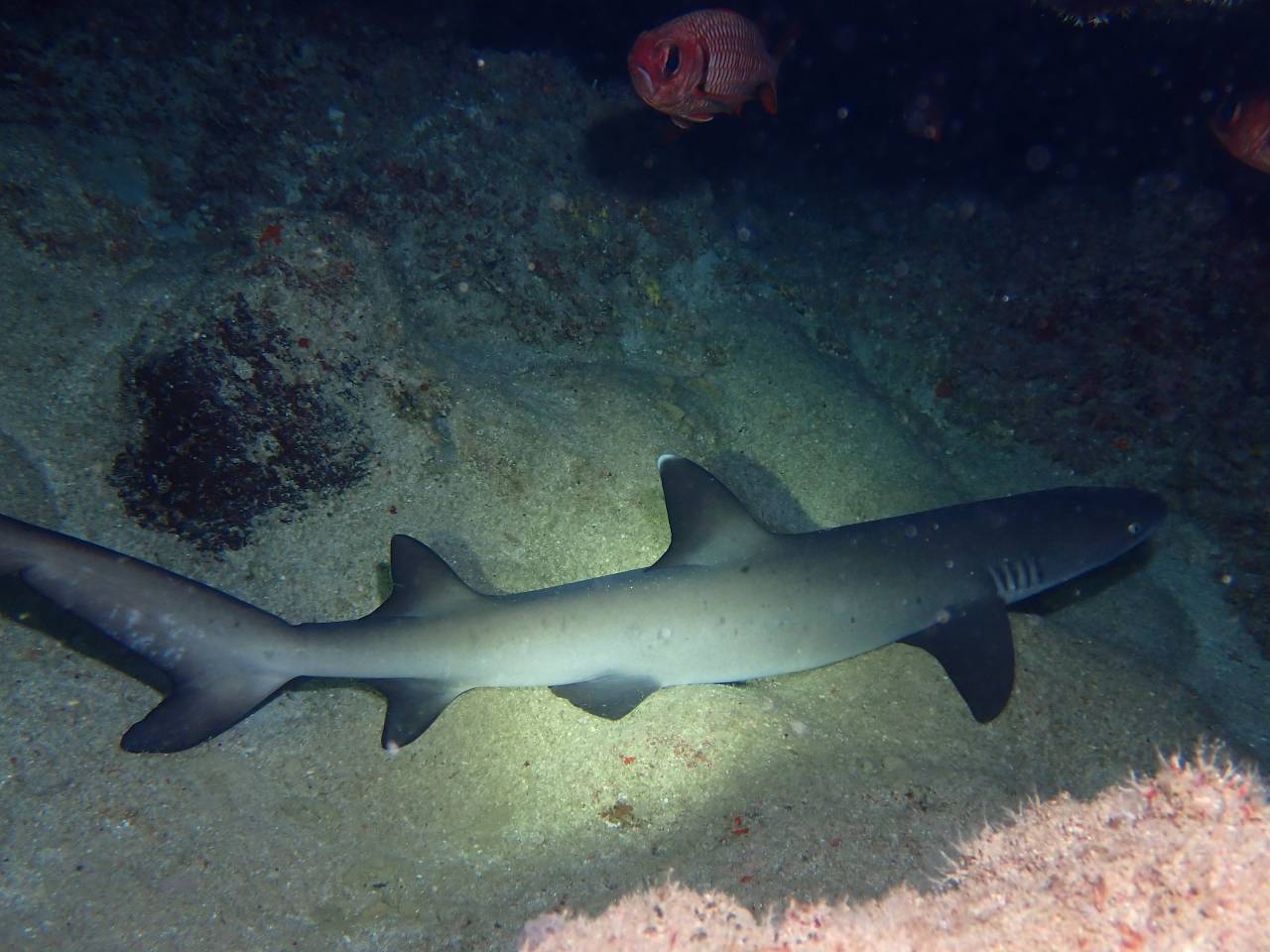 サメを目の前で見る 体験ダイビングです 石垣島ダイビングショップ ナビィダイビング石垣島