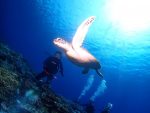 ゲスト様熱望の、ウミガメ体験ダイビング！！