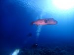 本日は久々、巨大なモヨウフグに遭遇しました！！