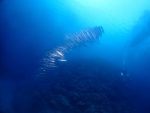 カマスの群れが、すごかったです！！