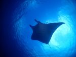 めちゃめちゃ暑い、石垣島です！！
