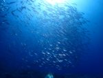 強烈な、グルクマの群れに大接近！！