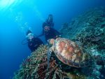 サンゴいっぱいの青い海求めて、西表島ポイントまで遠征！！