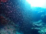 海況良いし、思い切って西表島ポイントまで、遠征！！