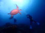 本日は、海況良いから、西表島ポイントまで遠征！！