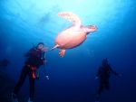 カヤマ島→小浜島→西表島の離島ポイント巡り！！