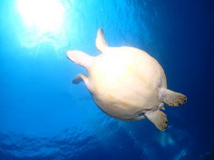 ウミガメ