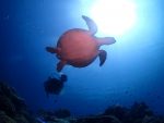 本日は、西表島ポイントまで、遠征！！
