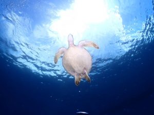 ウミガメ