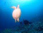 本日は、生物いっぱいのダイビングです！！