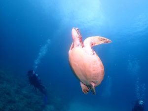 ウミガメ