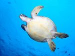 北からの波を、嫌って黒島ポイント遠征！！