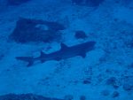 本日も、北からの波を嫌って、黒島ポイント遠征!! 本日も、北からの波を嫌って、黒島ポイント遠征!!