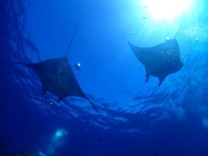 体験ダイビング