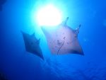 只今、マンタ大量発生しております！！