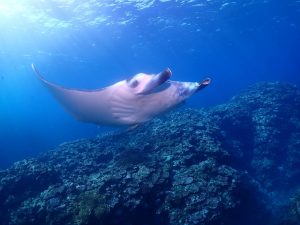 ファンダイビング