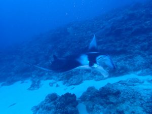 体験ダイビング