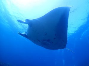 ファンダイビング