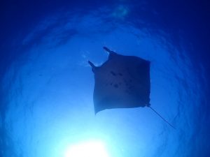 体験ダイビング