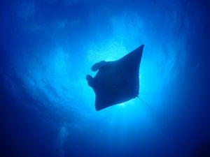 体験ダイビング