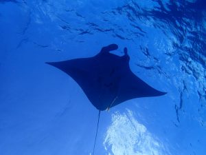 ファンダイビング