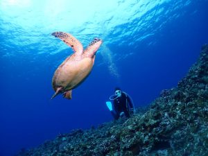 体験ダイビング