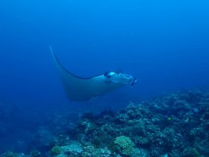 ファンダイビング