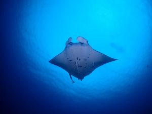 マンタ