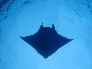マンタ