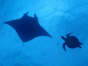 ファンダイビング