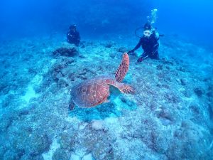 体験ダイビング