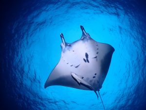 ファンダイビング