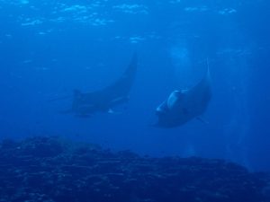 体験ダイビング