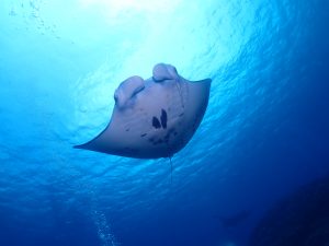 マンタ