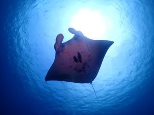 ファンダイビング