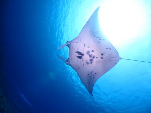 体験ダイビング