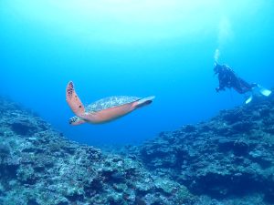 体験ダイビング