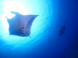 ファンダイビング