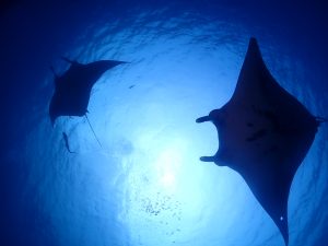 体験ダイビング