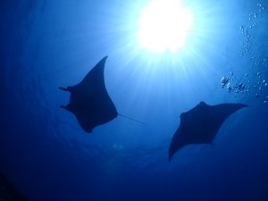 体験ダイビング