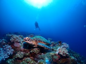 体験ダイビング