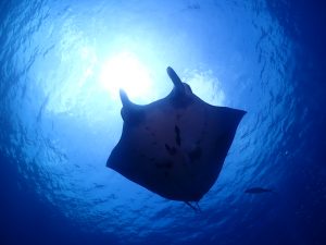 ファンダイビング