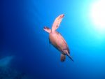 本日は、黒島ポイントまで、遠征！！