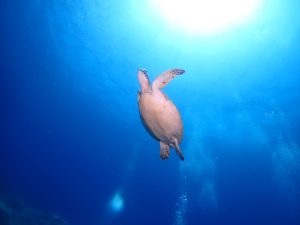 ウミガメ