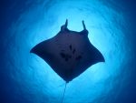 海況落ち着いた隙に、マンタポイントへ！！
