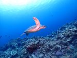 青い海を求めて、西表島ポイントまで遠征！！