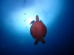 本日は、ウミガメダイビングでしたー！！