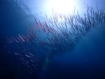 夏本番！！魚群が増えてきた西表島ポイントまで、遠征！！