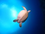 本日は、ウミガメ体験ダイビング！！