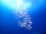 やっと、海況落ち着いて、来ましたー！！